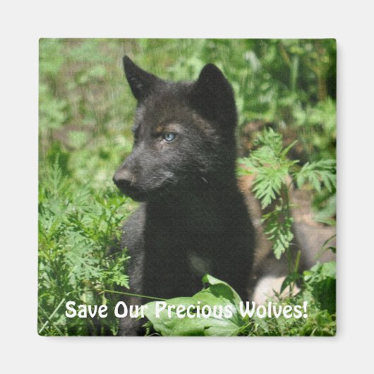 SAVE OUR GREY WOLVES Wildlife Black Wolf Pup Magneet (Voorkant)