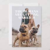 Save The Date 2 Photo Simple Mariage de Chien Drôle (Devant)