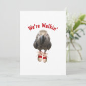 Save The Date african grey parrot walking strishoise tennis (Debout devant)