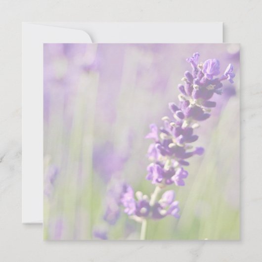 Save The Date Annonce de sauvegarde de date Lavendar (Dos)