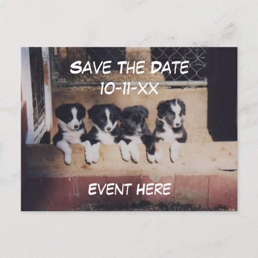 Save The Date Border Collie Puppies Dog  Aankondigingskaart (Voorkant)