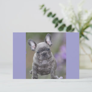 Save The Date Bouledogue français anniversaire Bouledogue frança