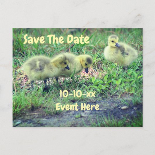 Save The Date Canada Geese Babies Nature Aankondigingskaart (Voorkant)