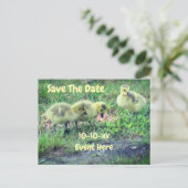 Save The Date Canada Geese Babies Nature Aankondigingskaart (Staand voorkant)