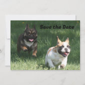 Save The Date Course de Bulldog français (Devant)