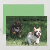 Save The Date Course de Bulldog français (Devant / Derrière)