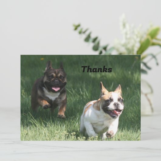 Save The Date Course de chiens français bulldog (Debout devant)