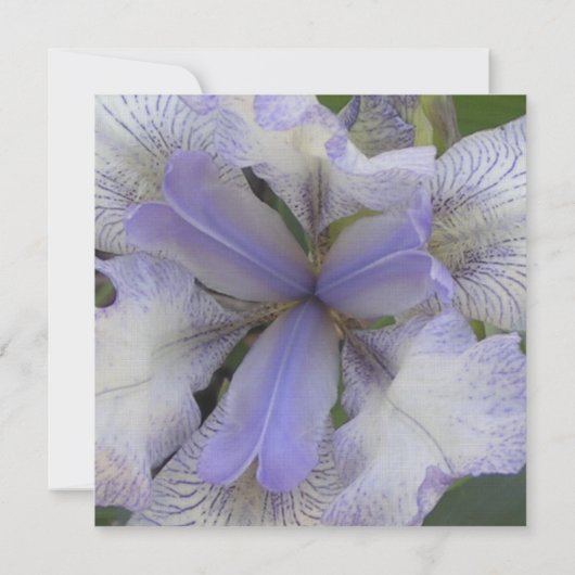Save The Date Enregistrer la date Blue Iris 5x5 (Dos)