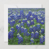 Save The Date Enregistrer la date Texas Bluebonnets Floral (Dos)