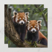Save The Date "Explorateurs en haut de l'arbre : Pandas rouge bé (Devant / Derrière)