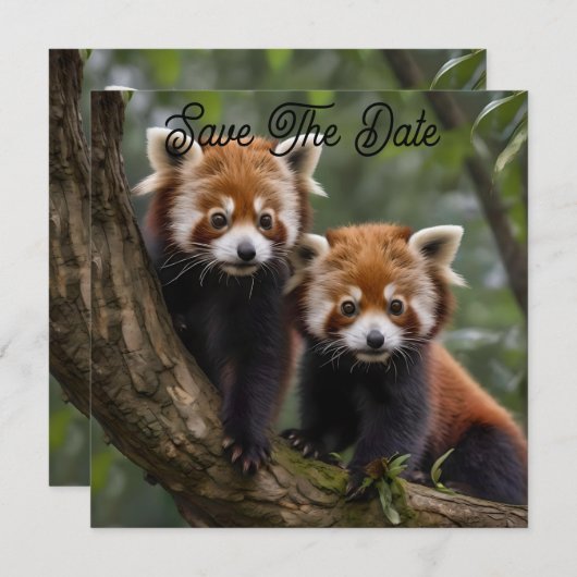 Save The Date "Explorateurs en haut de l'arbre : Pandas rouge bé (Devant / Derrière)