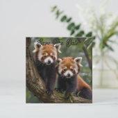 Save The Date "Explorateurs en haut de l'arbre : Pandas rouge bé (Debout devant)