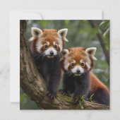 Save The Date "Explorateurs en haut de l'arbre : Pandas rouge bé (Dos)