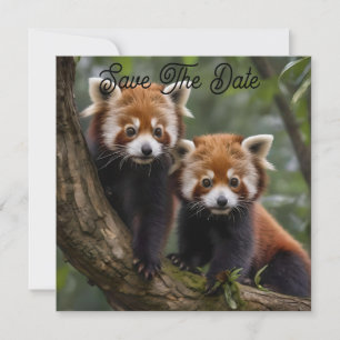 Save The Date "Explorateurs en haut de l'arbre : Pandas rouge bé