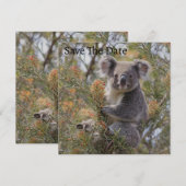 Save The Date Grevillea Koala Bear, (Devant / Derrière)