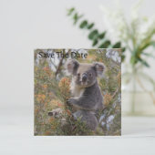 Save The Date Grevillea Koala Bear, (Debout devant)