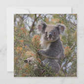 Save The Date Grevillea Koala Bear, (Dos)