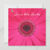 Save The Date Hot rose Gerbera Daisy Enregistrer la date Invitat (Devant)