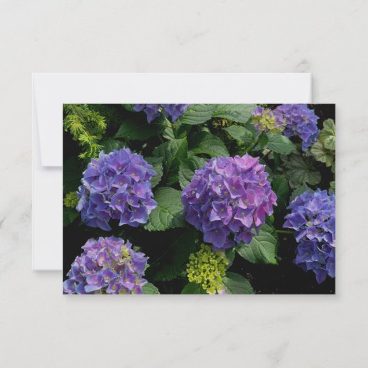 Save The Date Hydrangeas jardin fleuri bleu violet (Dos)