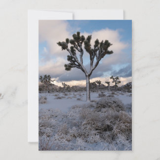 Save The Date Joshua Tree Snowy Morning #2