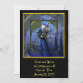 Save The Date Mariage de perroquet bleu (Devant)