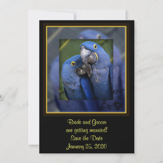 Save The Date Mariage de perroquet bleu