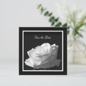 Save The Date Mariage Rose blanche Enregistrer la date Invitatio (Debout devant)