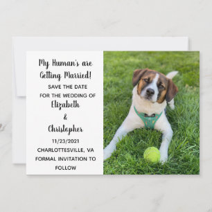 Save The Date Mes humains se marient Photo de chien