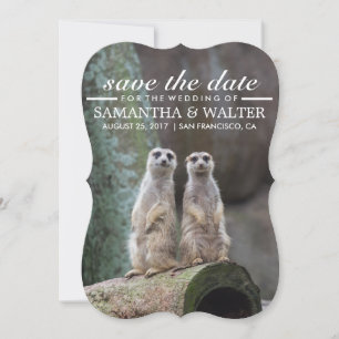 Save The Date Modifier Ce Drôle Meerkats Enregistrer La Date