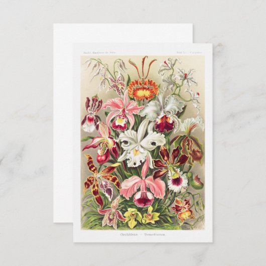 Save The Date Orchideae Denusblumen A Giltsch By Ernst Haeckel (Devant / Derrière)