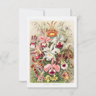 Save The Date Orchideae Denusblumen A Giltsch By Ernst Haeckel