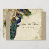 Save The Date Peacock & Feathers Formal Enregistrer la date Taup (Devant / Derrière)