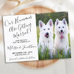 Save The Date Photo moderne Chiens personnalisés Photo Mariage a<br><div class="desc">Laissez vos meilleurs chiens ou chiens et chats annoncer votre mariage avec ce chien de compagnie super mignon 'Nos humains se marient' enregistrer les cartes de dates. Customisez avec votre photo préférée et personnalisez avec les noms, la date et l'emplacement du mariage. DROIT D'AUTEUR © 2020 Judy Burrows, Black Dog...</div>