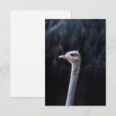Save The Date Photographie d'autruche (Devant / Derrière)