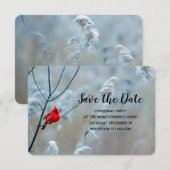 Save The Date Red Cardinal dans Winter Nature Photo de Christmas (Devant / Derrière)