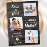 Save The Date Rustic Mariage Pet Photo Chien Enregistrer La Date<br><div class="desc">Laissez votre meilleur chien annoncer votre mariage avec ce chien de compagnie super mignon "My Humans Are Getting Married" enregistrer les cartes de dates. Customisez avec vos photos préférées et personnalisez avec les noms, la date et l'emplacement du mariage. Cette carte de faire-part pour chien de collage photo amusant sera...</div>