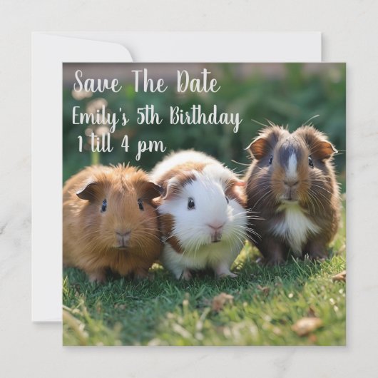 Save The Date Trois bébés cochons de Guinée, (Devant)