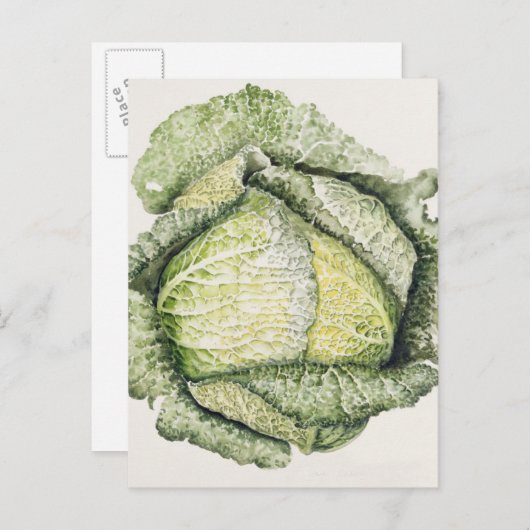 Savoy Cabbage Briefkaart (Voorkant / Achterkant)