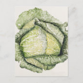 Savoy Cabbage Briefkaart (Voorkant)