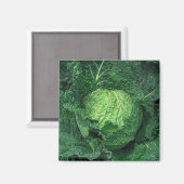 Savoy Cabbage Magneet (Voorkant / Achterkant)