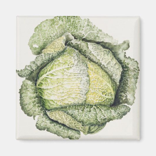 Savoy Cabbage Magneet (Voorkant)