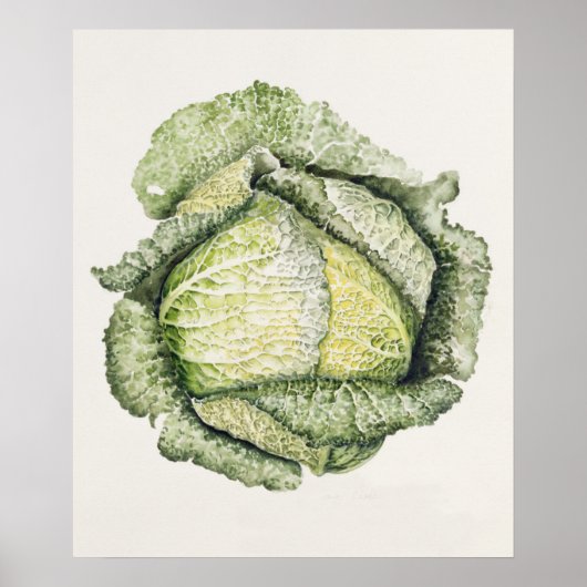 Savoy Cabbage Poster (Voorkant)