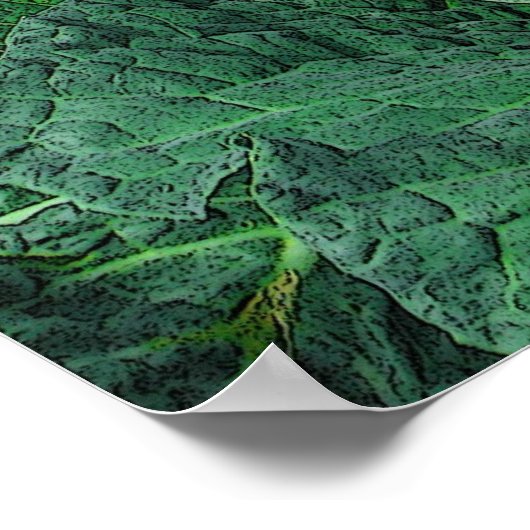 Savoy Cabbage Poster (Hoek)