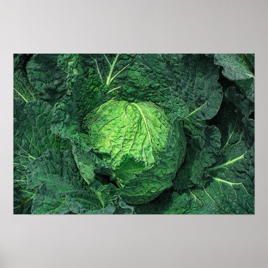 Savoy Cabbage Poster (Voorkant)