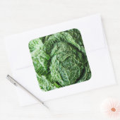 Savoy Cabbage Vierkante Sticker (Envelop)