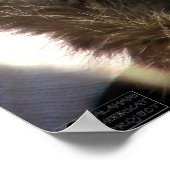 Savuka knuffelend Oriole - Poster (Hoek)