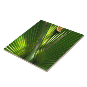Saw Palmetto Photo Closeup Tegeltje