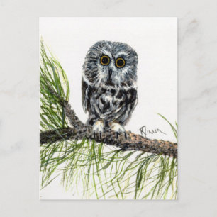 Saw Whet Owl Briefkaart