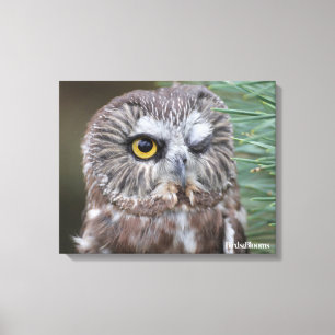 Saw-whet Owl Canvas Afdruk