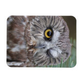 Saw-whet Owl Magneet (Horizontaal)